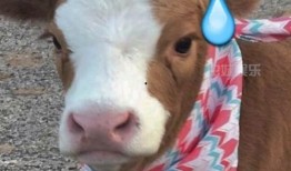 抖音娱乐吃瓜君,抖音“吃瓜君”带你揭秘娱乐圈最新热点事件